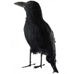 corvo-in-piuma